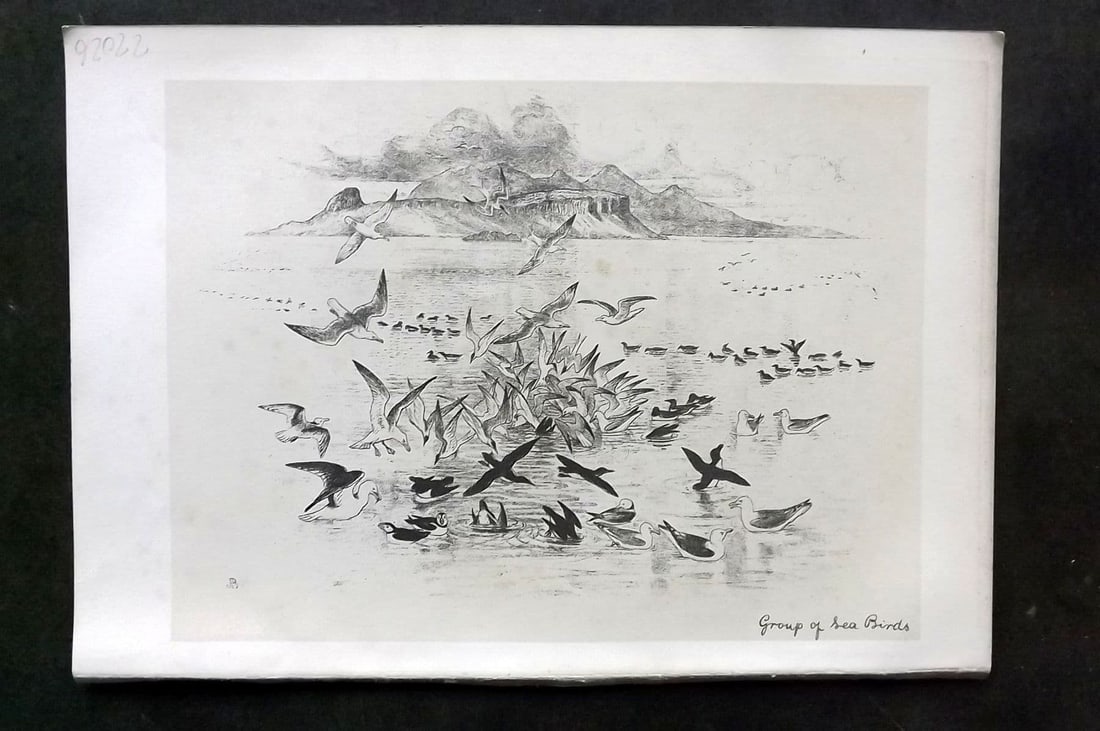 Jemima Blackburn 1895 Antique Bird Print. Group of Sea Birds: Antique Lithograph Published 1895, Edinburgh for "Birds From Moidart and Elsewhere" Illustrated by Mrs Jemima Blackburn. Paper Size: 8.5 x 6 inch (22 x 16cm) Very minor toning.