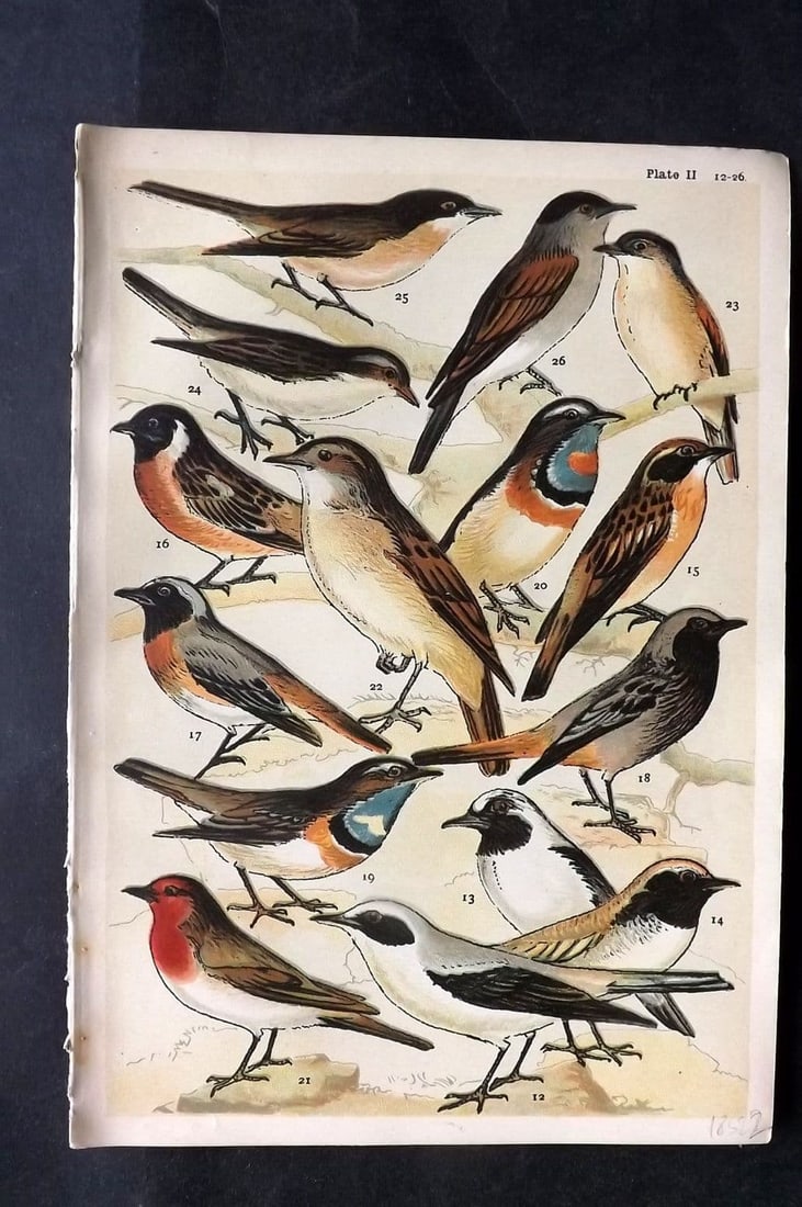 Gordon C1900 Bird Print. Wheatear, Stonechat, Whinchat, Redstart, Robin 02: Antique Chromolithograph Published C1900, London for the "Our Country's" Series by W. J. Gordon. Paper Size: 7.5 x 5 inch (19 x 13cm) Good Condition
