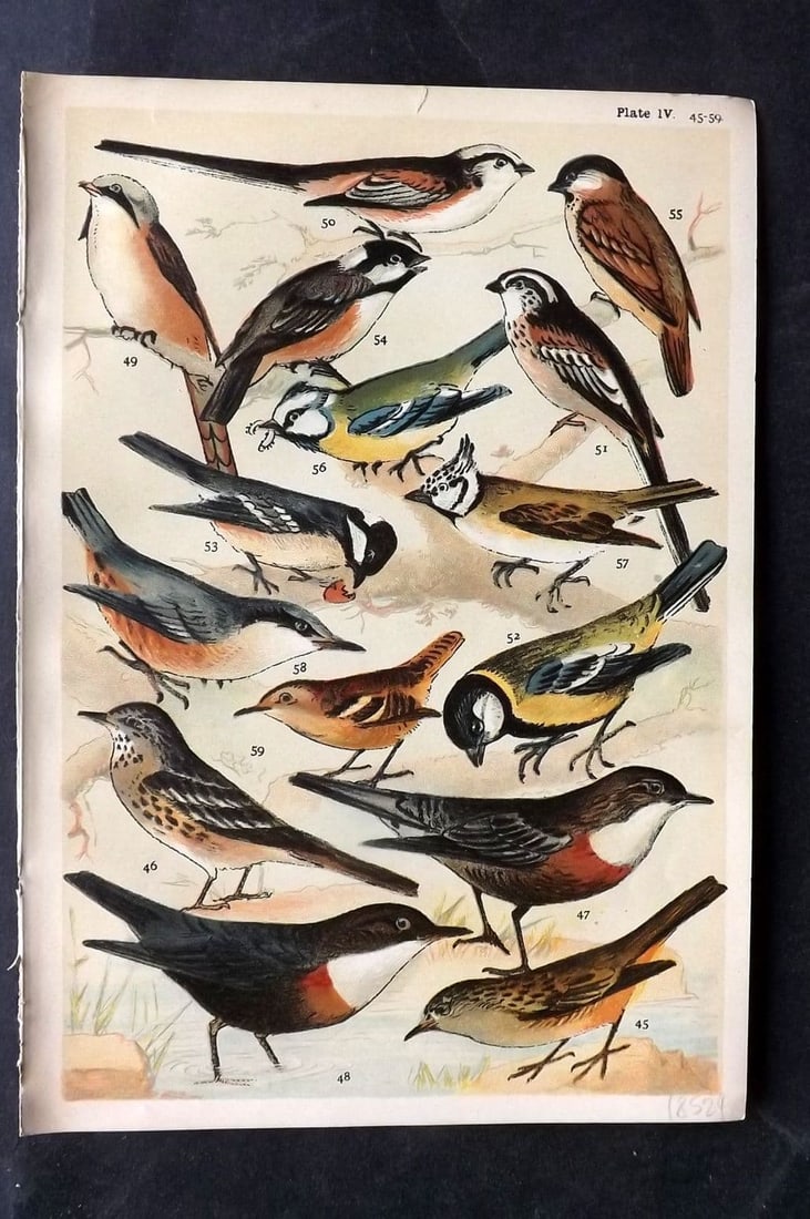 Gordon C1900 Bird Print. Sparrow, Dipper, Tit 04: Antique Chromolithograph Published C1900, London for the "Our Country's" Series by W. J. Gordon. Paper Size: 7.5 x 5 inch (19 x 13cm) Good Condition