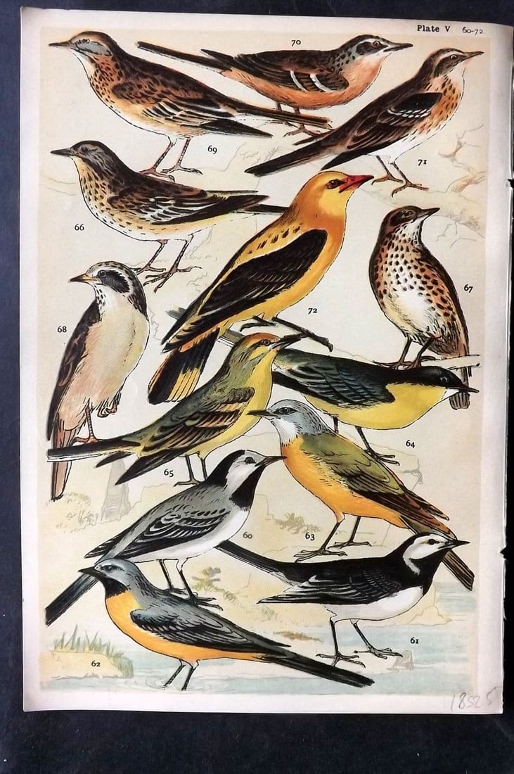 Gordon C1900 Bird Print. Wagtails & Pipits 05: Antique Chromolithograph Published C1900, London for the "Our Country's" Series by W. J. Gordon. Paper Size: 7.5 x 5 inch (19 x 13cm) Good Condition