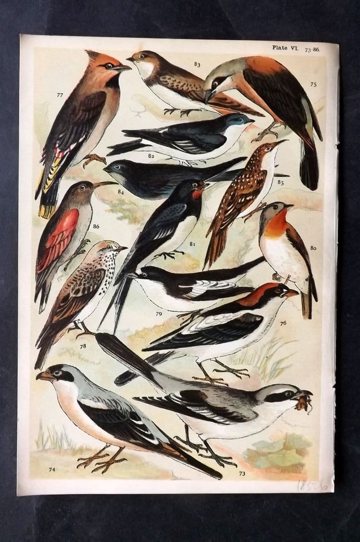 Gordon C1900 Bird Print. Shrike, Waxwing, Flycatcher, Swallow, Martin 06: Antique Chromolithograph Published C1900, London for the "Our Country's" Series by W. J. Gordon. Paper Size: 7.5 x 5 inch (19 x 13cm) Good Condition