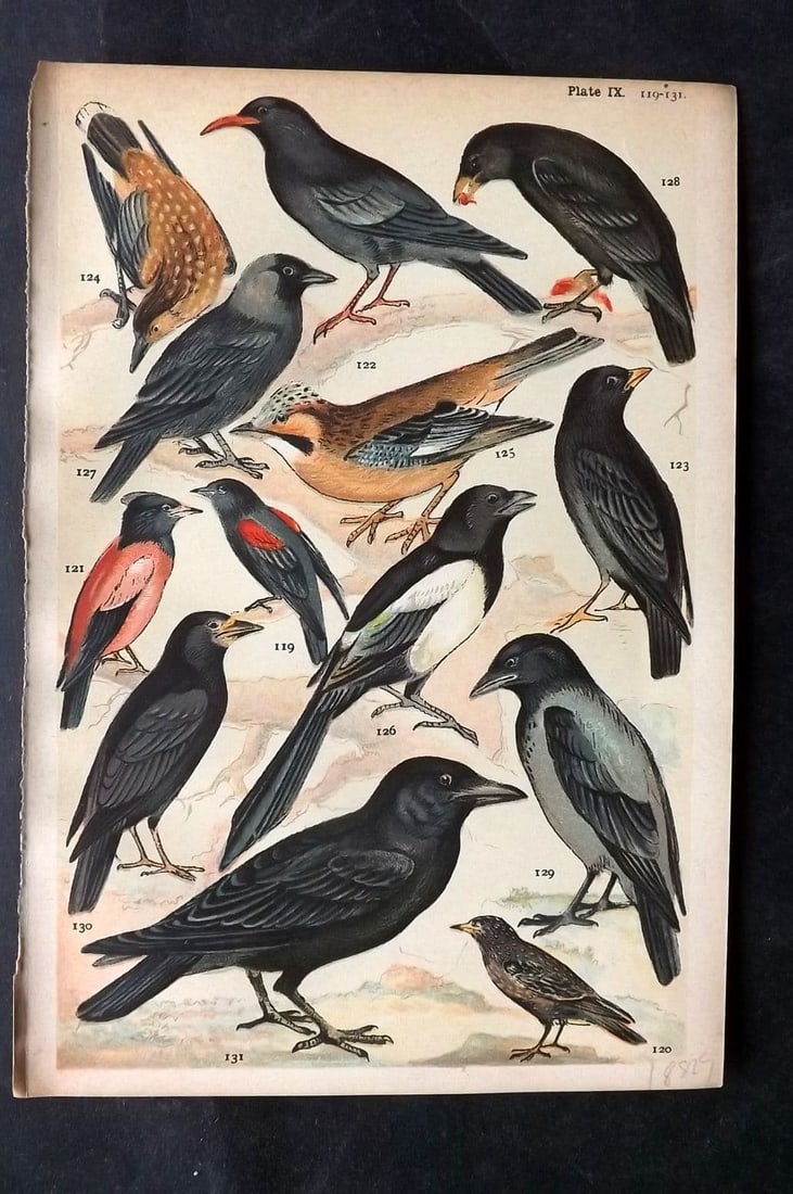 Gordon C1900 Bird Print. Starling, Chough, Magpie, Jackdaw, Crow, Raven, Jay 09: Antique Chromolithograph Published C1900, London for the "Our Country's" Series by W. J. Gordon. Paper Size: 7.5 x 5 inch (19 x 13cm) Good Condition