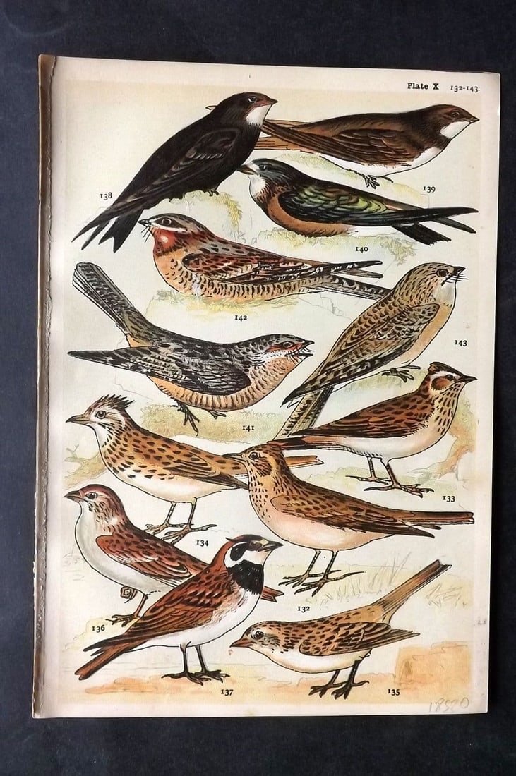 Gordon C1900 Bird Print. Larks, Swift, Nightjar 10: Antique Chromolithograph Published C1900, London for the "Our Country's" Series by W. J. Gordon. Paper Size: 7.5 x 5 inch (19 x 13cm) Good Condition