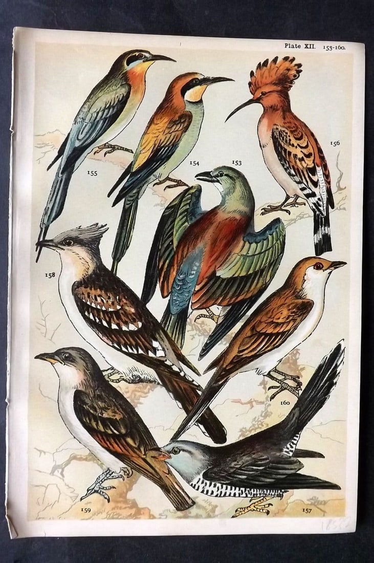 Gordon C1900 Bird Print. Roller, Bee Eater, Hoopoe, Cuckoo 12: Antique Chromolithograph Published C1900, London for the "Our Country's" Series by W. J. Gordon. Paper Size: 7.5 x 5 inch (19 x 13cm) Good Condition