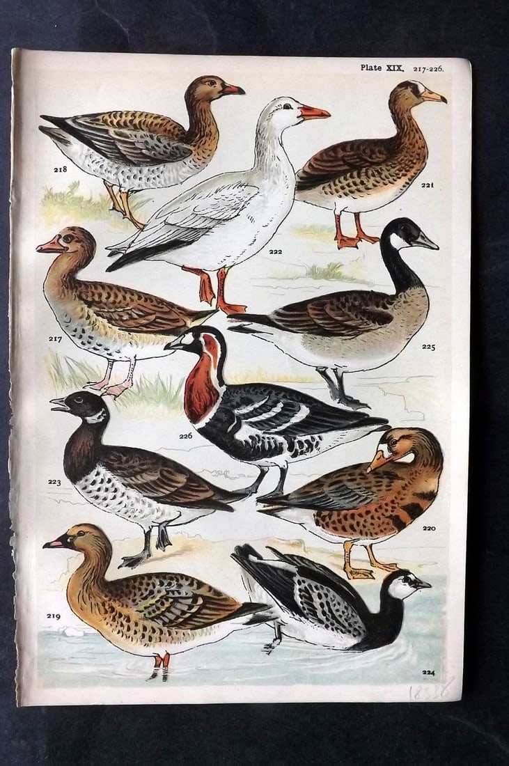 Gordon C1900 Bird Print. Goose Geese 19: Antique Chromolithograph Published C1900, London for the "Our Country's" Series by W. J. Gordon. Paper Size: 7.5 x 5 inch (19 x 13cm) Good Condition
