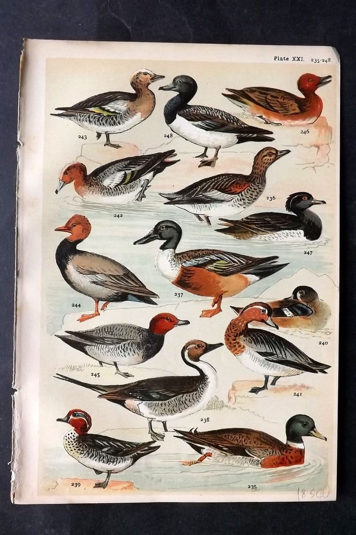 Gordon C1900 Bird Print. Mallard, Gadwall, Wigeon, Pochard 21: Antique Chromolithograph Published C1900, London for the "Our Country's" Series by W. J. Gordon. Paper Size: 7.5 x 5 inch (19 x 13cm) Good Condition