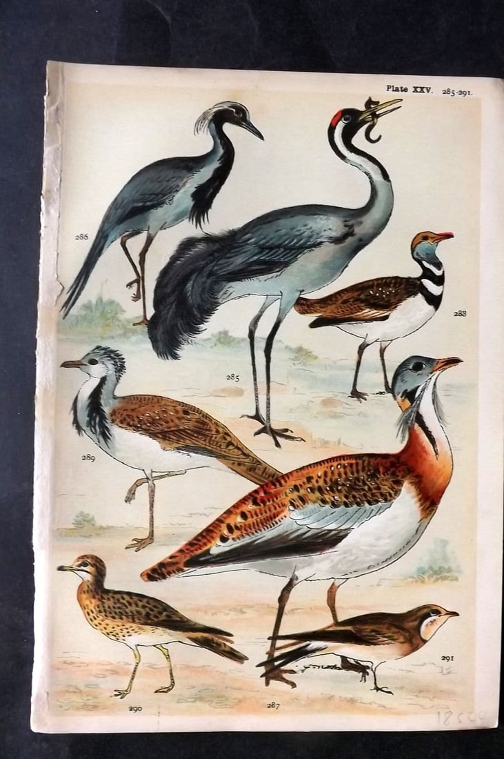 Gordon C1900 Bird Print. Crane, Bustard, Curlew, Pratincole 25: Antique Chromolithograph Published C1900, London for the "Our Country's" Series by W. J. Gordon. Paper Size: 7.5 x 5 inch (19 x 13cm) Good Condition