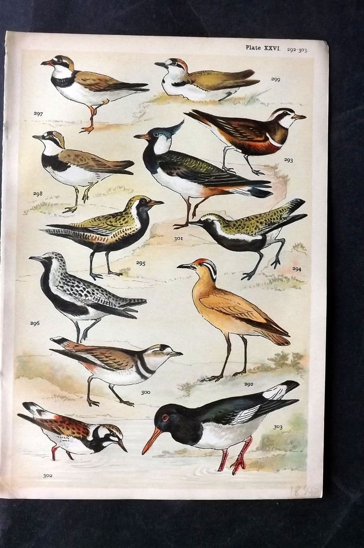 Gordon C1900 Bird Print. Courser, Dotterel, Plover, Turnstone, Oystercatcher 26: Antique Chromolithograph Published C1900, London for the "Our Country's" Series by W. J. Gordon. Paper Size: 7.5 x 5 inch (19 x 13cm) Good Condition