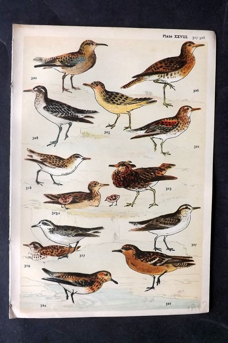 Gordon C1900 Bird Print. Stint, Sandpiper, Sanderling, Ruff 28: Antique Chromolithograph Published C1900, London for the "Our Country's" Series by W. J. Gordon. Paper Size: 7.5 x 5 inch (19 x 13cm) Good Condition