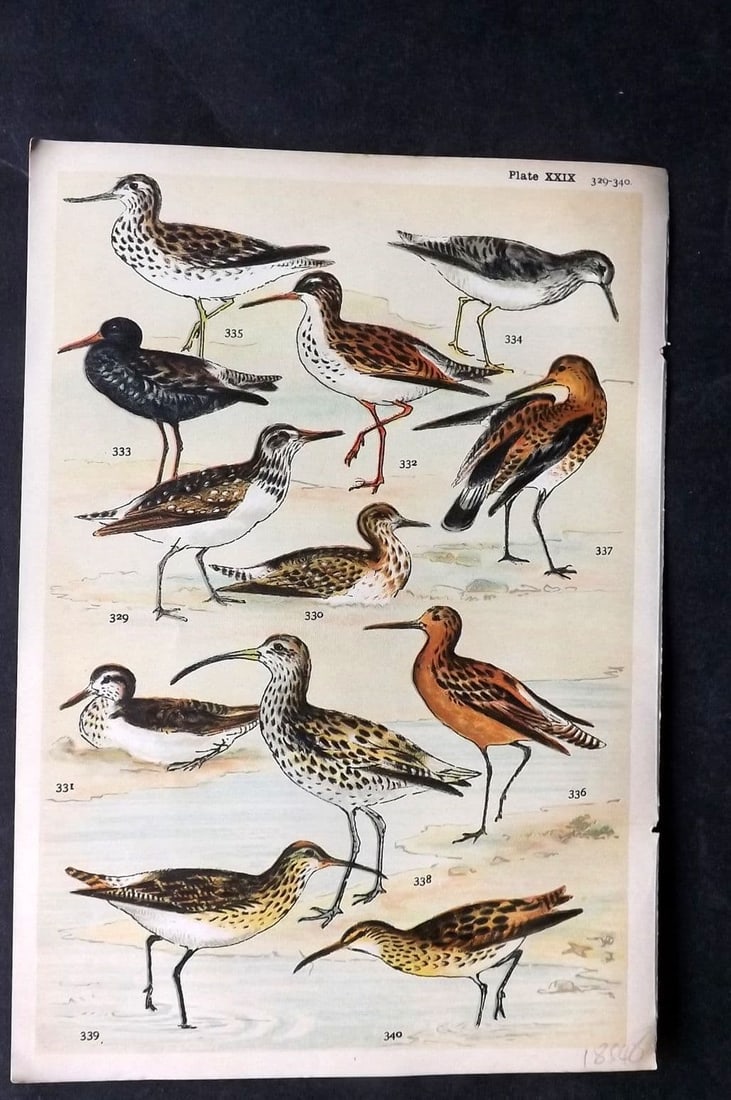 Gordon C1900 Bird Print. Sandpiper, Redshank, Godwit, Curlew 29: Antique Chromolithograph Published C1900, London for the "Our Country's" Series by W. J. Gordon. Paper Size: 7.5 x 5 inch (19 x 13cm) Good Condition