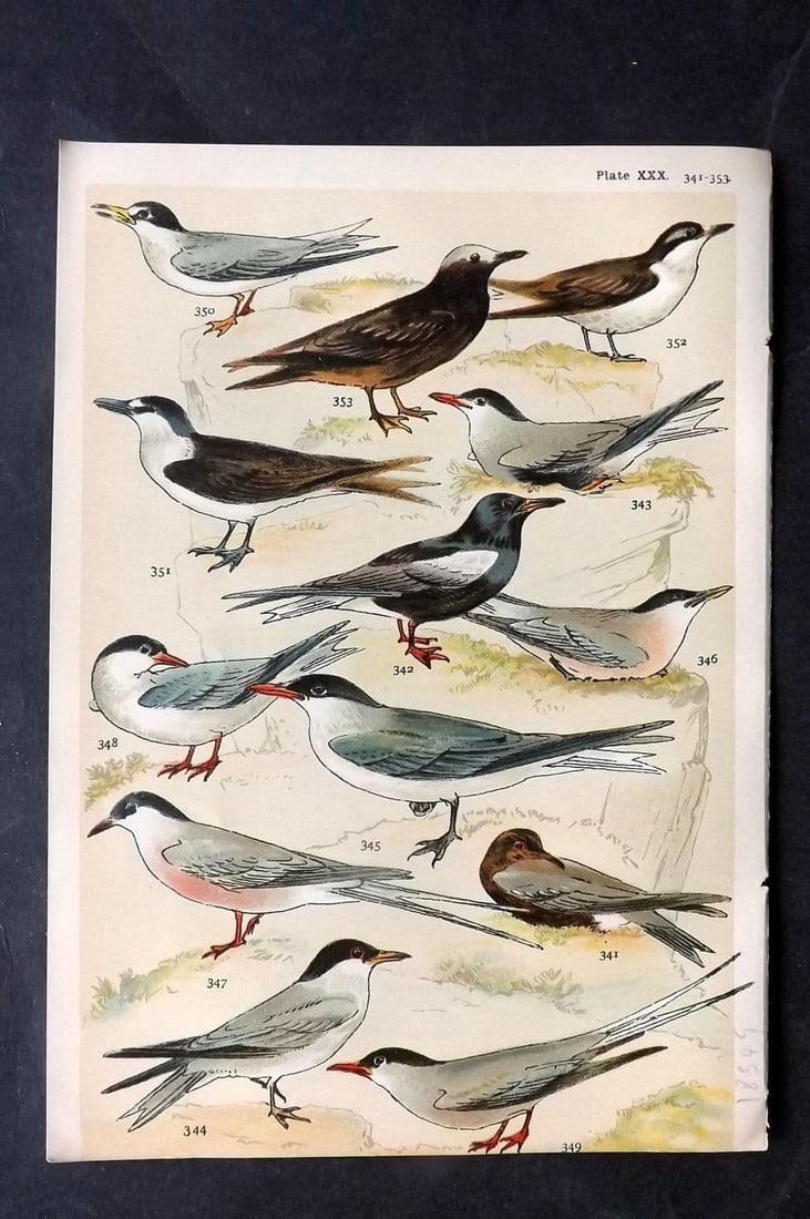 Gordon C1900 Bird Print. Terns 30: Antique Chromolithograph Published C1900, London for the "Our Country's" Series by W. J. Gordon. Paper Size: 7.5 x 5 inch (19 x 13cm) Tight bottom margin as bound.