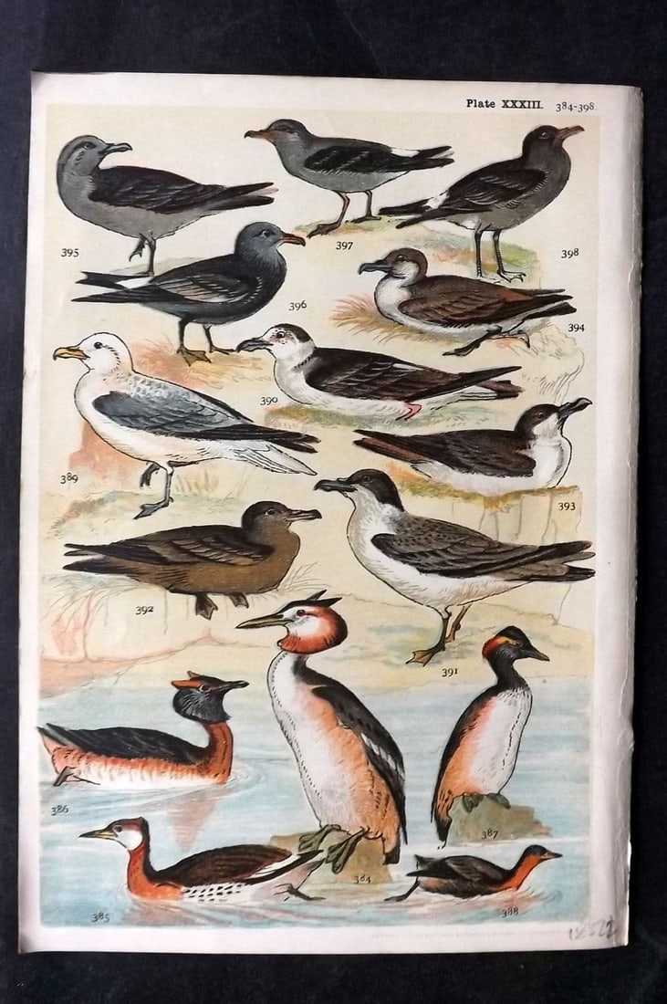 Gordon C1900 Bird Print. Grebe, Fulmar, Shearwater, Petrel 33: Antique Chromolithograph Published C1900, London for the "Our Country's" Series by W. J. Gordon. Paper Size: 7.5 x 5 inch (19 x 13cm) Good Condition