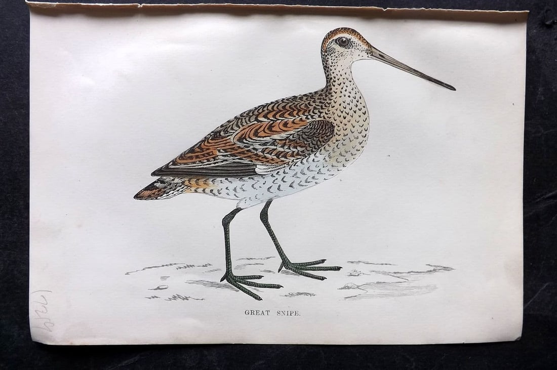 Morris 1867 Hand Col Bird Print. Great Snipe: Antique Woodblock Published 1863-7, London for "A History of British Birds" by the Rev. Francis Orpen Morris. Printed in colours and finished by hand. Paper Size: 7 x 5 inch (18 x 12cm) Good Condition