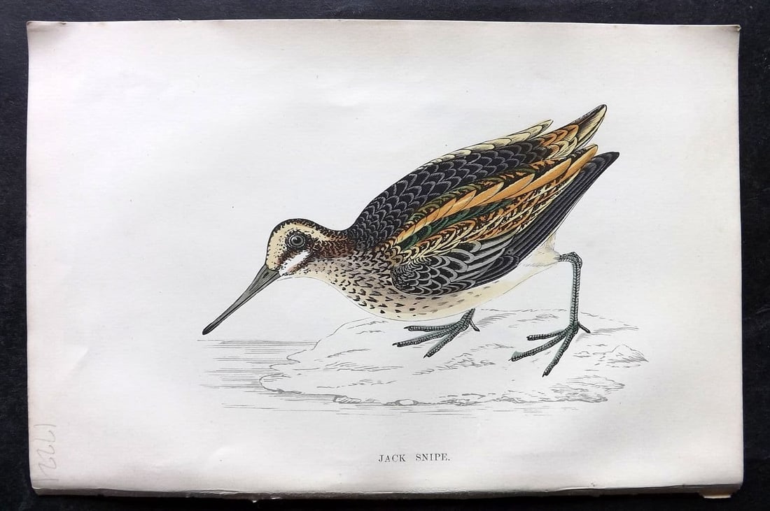 Morris 1867 Hand Col Bird Print. Jack Snipe: Antique Woodblock Published 1863-7, London for "A History of British Birds" by the Rev. Francis Orpen Morris. Printed in colours and finished by hand. Paper Size: 7 x 5 inch (18 x 12cm) Good Condition