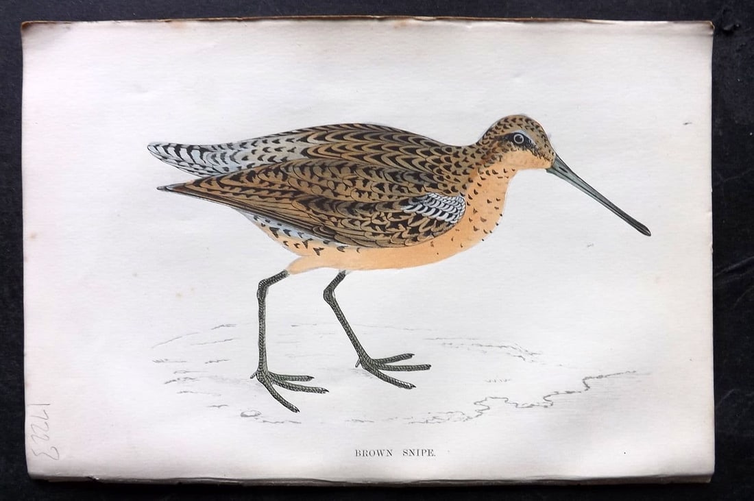 Morris 1867 Hand Col Bird Print. Brown Snipe: Antique Woodblock Published 1863-7, London for "A History of British Birds" by the Rev. Francis Orpen Morris. Printed in colours and finished by hand. Paper Size: 7 x 5 inch (18 x 12cm) Good Condition