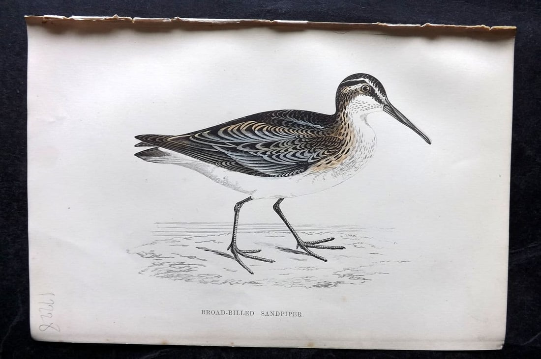 Morris 1867 Hand Col Bird Print. Broad-Billed Sandpiper: Antique Woodblock Published 1863-7, London for "A History of British Birds" by the Rev. Francis Orpen Morris. Printed in colours and finished by hand. Paper Size: 7 x 5 inch (18 x 12cm) Good Condition