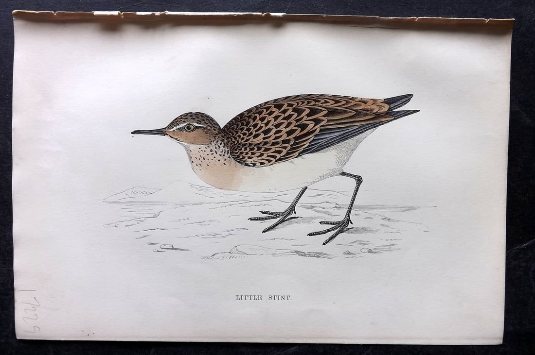 Morris 1867 Hand Col Bird Print. Little Stint: Antique Woodblock Published 1863-7, London for "A History of British Birds" by the Rev. Francis Orpen Morris. Printed in colours and finished by hand. Paper Size: 7 x 5 inch (18 x 12cm) Good Condition