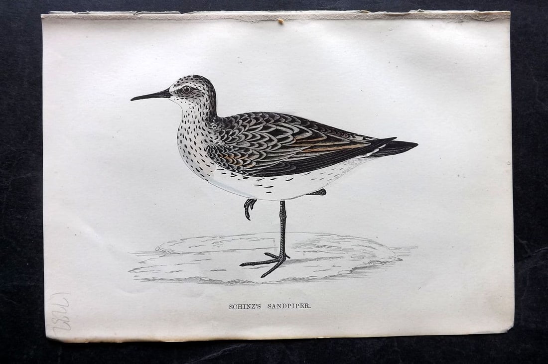 Morris 1867 Hand Col Bird Print. Schinz's Sandpiper: Antique Woodblock Published 1863-7, London for "A History of British Birds" by the Rev. Francis Orpen Morris. Printed in colours and finished by hand. Paper Size: 7 x 5 inch (18 x 12cm) Good Condition