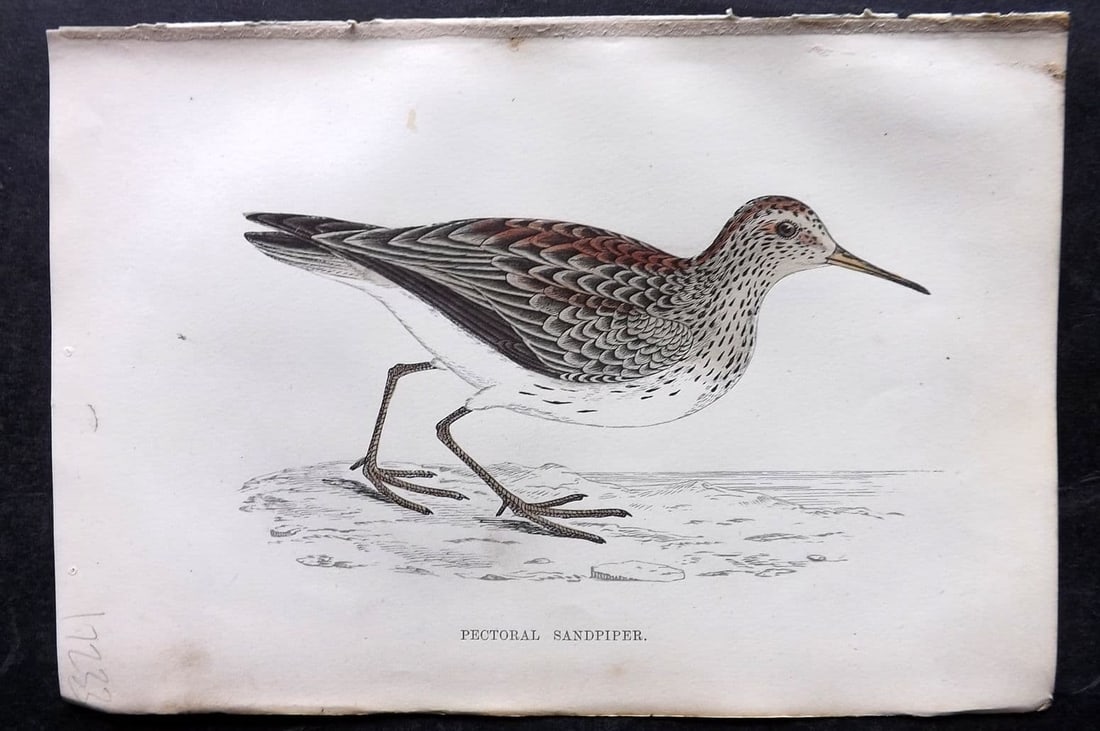 Morris 1867 Hand Col Bird Print. Pectoral Sandpiper: Antique Woodblock Published 1863-7, London for "A History of British Birds" by the Rev. Francis Orpen Morris. Printed in colours and finished by hand. Paper Size: 7 x 5 inch (18 x 12cm) Good Condition