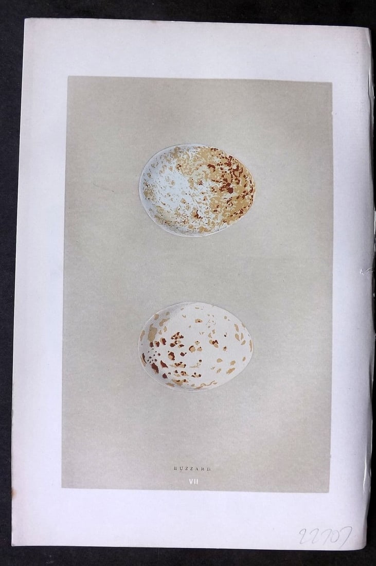 Morris 1896 Antique Bird Egg Print. Buzzard 07: Antique Woodblock Published 1896 by John C. Nimmo, London for "A Natural History of the Nests & Eggs of British Birds" By the Rev. F.O.Morris, printed Benjamin Fawcett. Printed in colours and finished