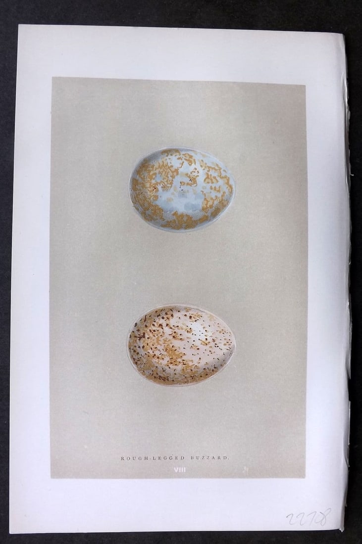 Morris 1896 Antique Bird Egg Print. Rough-Legged Buzzard 08: Antique Woodblock Published 1896 by John C. Nimmo, London for "A Natural History of the Nests & Eggs of British Birds" By the Rev. F.O.Morris, printed Benjamin Fawcett. Printed in colours and finished