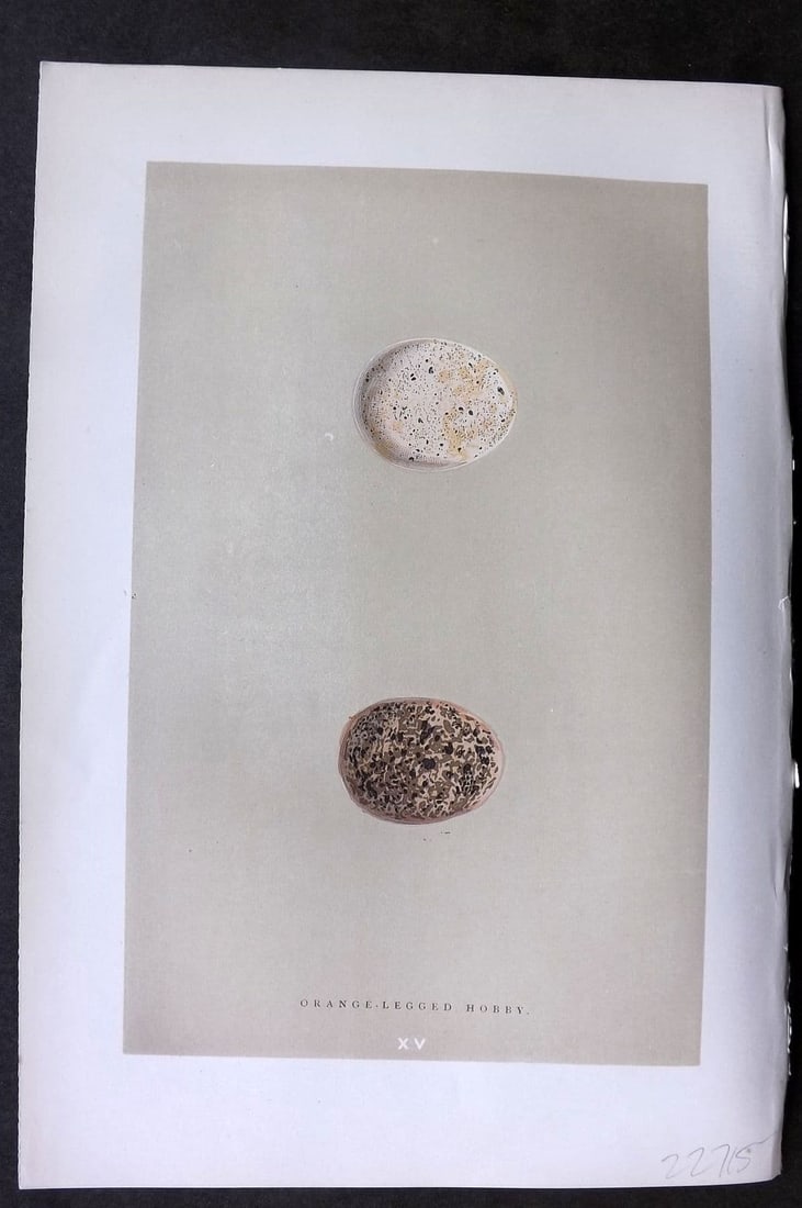 Morris 1896 Antique Bird Egg Print. Orange Legged Hobby 15: Antique Woodblock Published 1896 by John C. Nimmo, London for "A Natural History of the Nests & Eggs of British Birds" By the Rev. F.O.Morris, printed Benjamin Fawcett. Printed in colours and finished