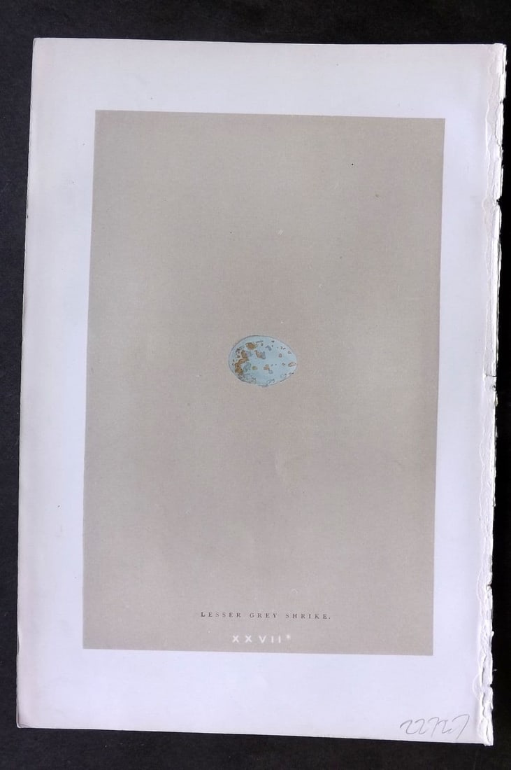 Morris 1896 Antique Bird Egg Print. Lesser Grey Shrike 27*: Antique Woodblock Published 1896 by John C. Nimmo, London for "A Natural History of the Nests & Eggs of British Birds" By the Rev. F.O.Morris, printed Benjamin Fawcett. Printed in colours and finished