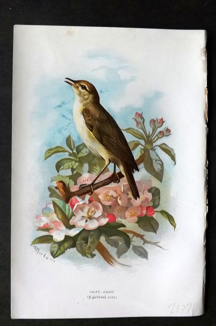 Swaysland & Thorburn 1883 Antique Bird Print. Chiff-Chaff: Antique Chromolithograph Published 1883, London for "Familiar Wild Birds" First Edition by Walter Swaysland. Illustrated by Archibald Thorburn and others. Paper Size: 7.5 x 5 inch (19 x 13cm) Good Con