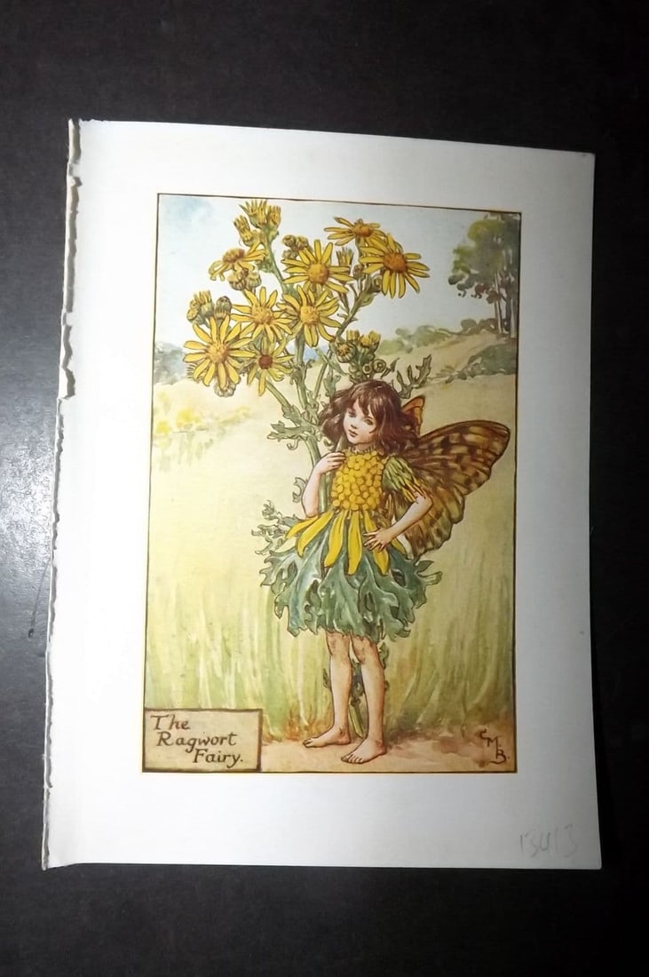 Cicely Mary Barker 1940's Flower-Fairy Print. The Ragwort Fairy: Vintage Lithograph Published C1935-45 by Blackie & Son, London & Glasgow for the "Flower-Fairies" Series by Cicely Mary Barker. Reverse side blank. Paper Size: 5.5 x 4 inch (14 x 10cm)