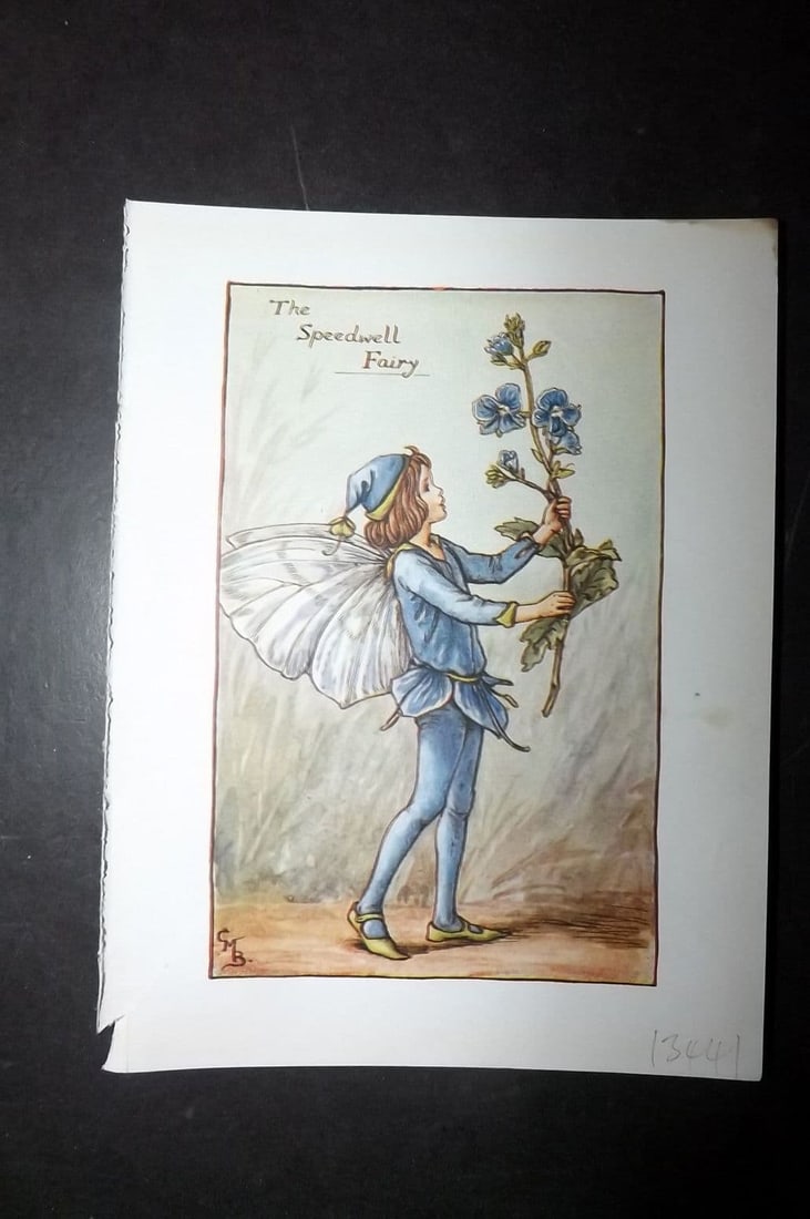 Cicely Mary Barker 1940's Flower-Fairy Print. Speedwell Fairy: Vintage Lithograph Published C1935-45 by Blackie & Son, London & Glasgow for the "Flower-Fairies" Series by Cicely Mary Barker. Reverse side blank. Paper Size: 5.5 x 4 inch (14 x 10cm)