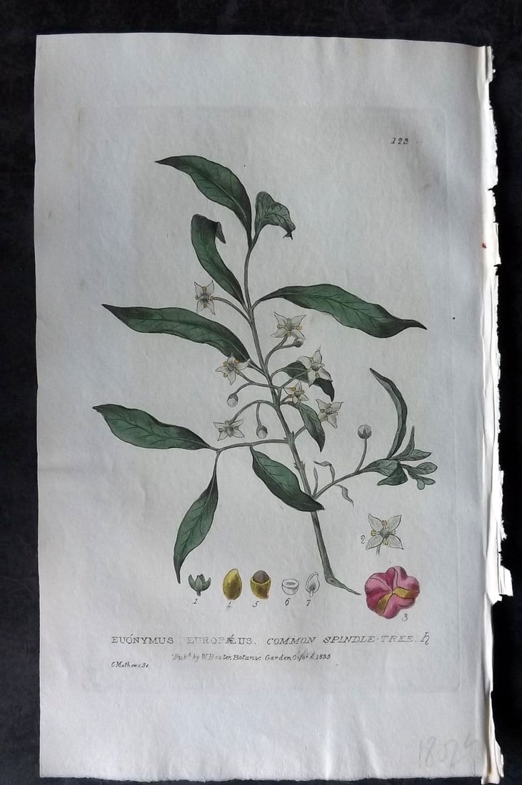 Baxter 1835 Hand Col Botanical Print. Common Spindle Tree 123: Antique Etching Published 1834-43, Oxford for "British Phaenogamous Botany; or, Figures and Descriptions of British Flowering Plants" by William Baxter. Fine hand colour as issued. Paper Size: 9 x 5.5