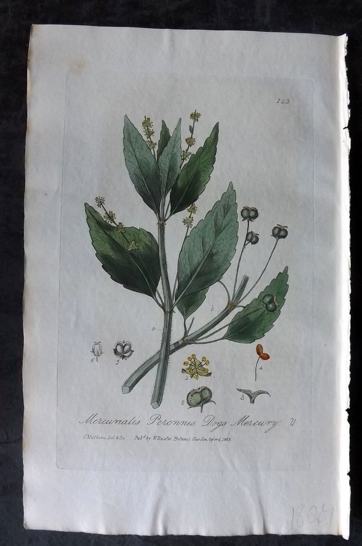 Baxter 1835 Hand Col Botanical Print. Dog's Mercury 143: Antique Etching Published 1834-43, Oxford for "British Phaenogamous Botany; or, Figures and Descriptions of British Flowering Plants" by William Baxter. Fine hand colour as issued. Paper Size: 9 x 5.5