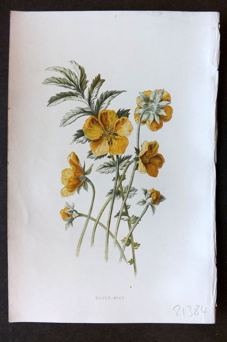 Hulme 1884 Antique Botanical Print. Silver Weed: Antique Chromolithograph Published 1878-84, London for "Familiar Wild Flowers" First Edition by F. Edward Hulme & Shirley Hibberd. Paper Size: 7.5 x 5 inch (19 x 13cm) Good Condition
