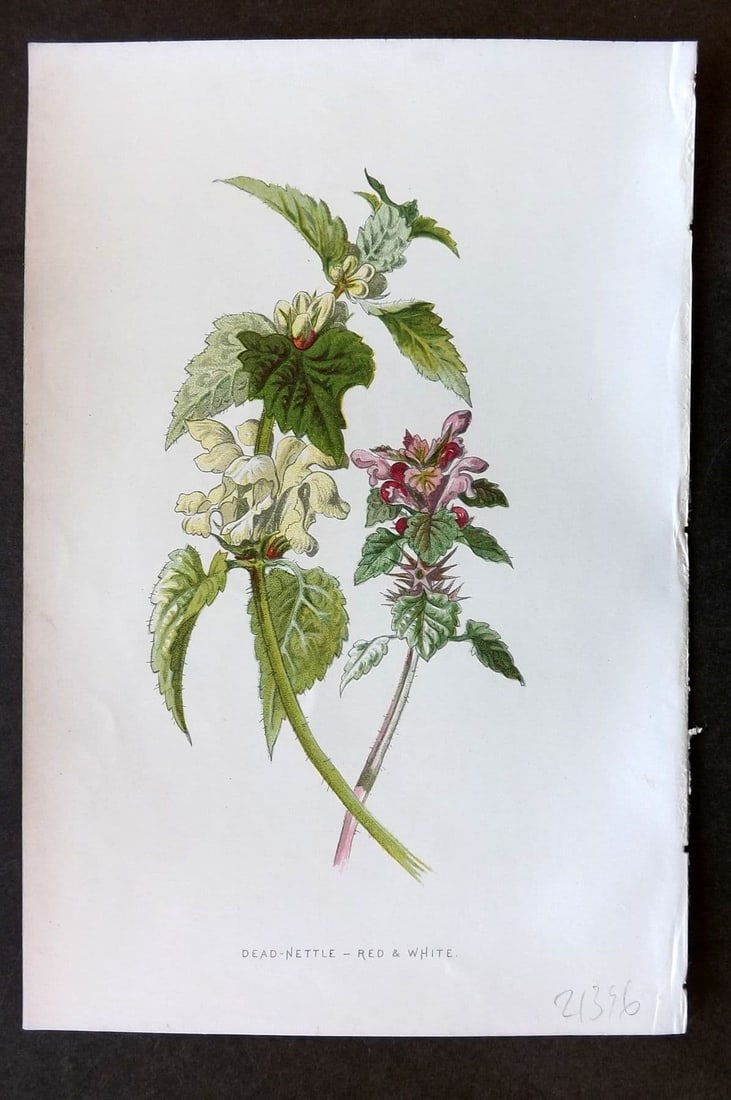 Hulme 1884 Antique Botanical Print. Dead Nettle - Red & White: Antique Chromolithograph Published 1878-84, London for "Familiar Wild Flowers" First Edition by F. Edward Hulme & Shirley Hibberd. Paper Size: 7.5 x 5 inch (19 x 13cm) Good Condition