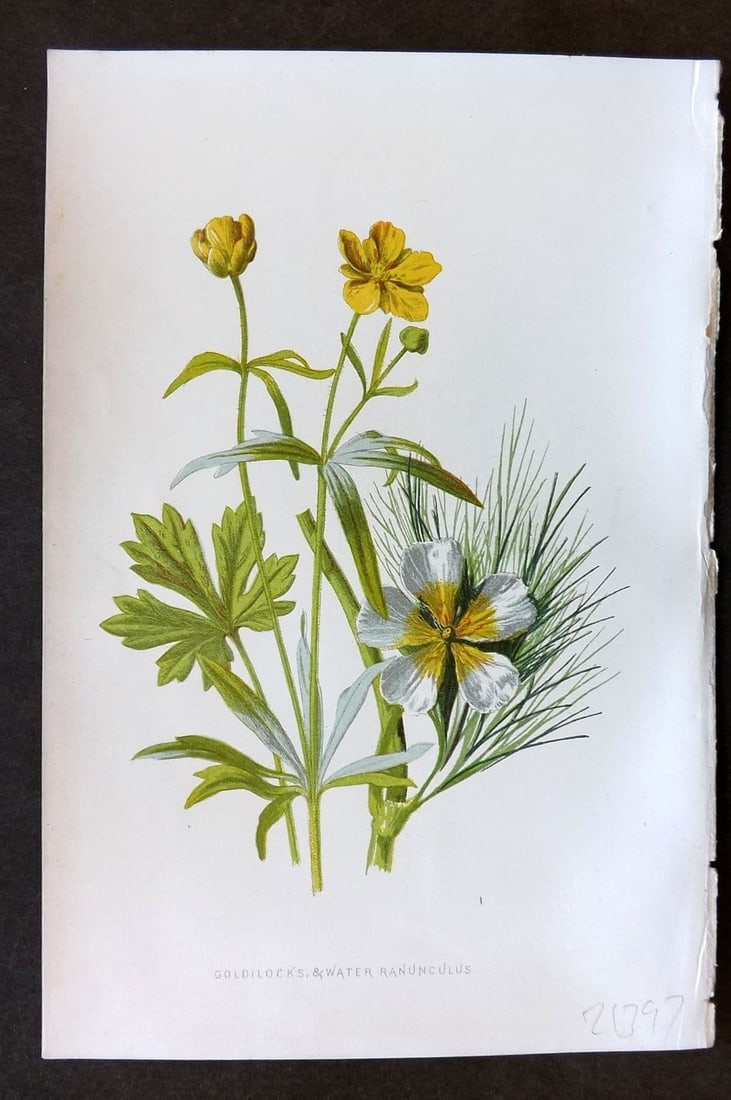 Hulme 1884 Antique Botanical Print. Goldilocks & Water Ranunculus: Antique Chromolithograph Published 1878-84, London for "Familiar Wild Flowers" First Edition by F. Edward Hulme & Shirley Hibberd. Paper Size: 7.5 x 5 inch (19 x 13cm) Good Condition