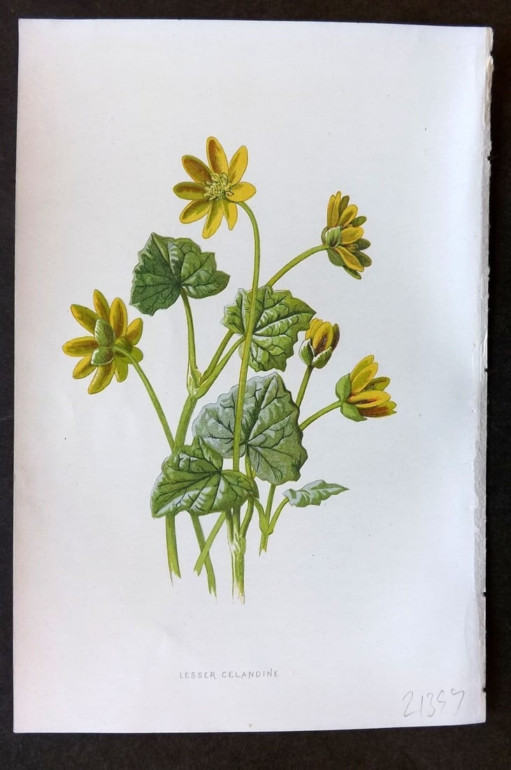 Hulme 1884 Antique Botanical Print. Lesser Celandine: Antique Chromolithograph Published 1878-84, London for "Familiar Wild Flowers" First Edition by F. Edward Hulme & Shirley Hibberd. Paper Size: 7.5 x 5 inch (19 x 13cm) Good Condition