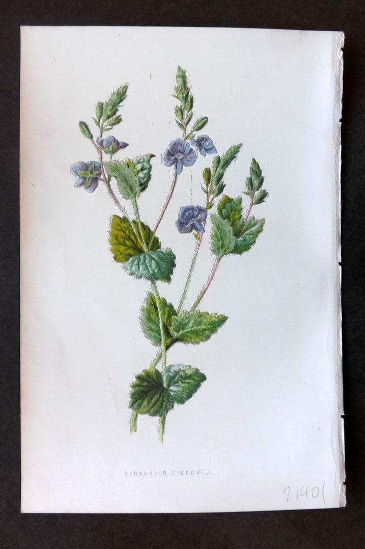 Hulme 1884 Antique Botanical Print. Germander Speedwell: Antique Chromolithograph Published 1878-84, London for "Familiar Wild Flowers" First Edition by F. Edward Hulme & Shirley Hibberd. Paper Size: 7.5 x 5 inch (19 x 13cm) Good Condition