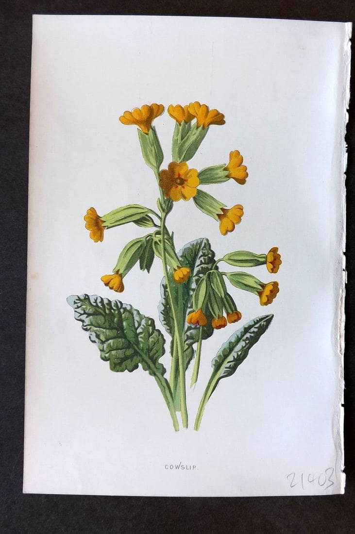 Hulme 1884 Antique Botanical Print. Cowslip: Antique Chromolithograph Published 1878-84, London for "Familiar Wild Flowers" First Edition by F. Edward Hulme & Shirley Hibberd. Paper Size: 7.5 x 5 inch (19 x 13cm) Good Condition