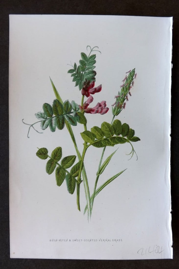 Hulme 1884 Antique Botanical Print. Bush Vetch - Sweet Scented Vernal Grass: Antique Chromolithograph Published 1878-84, London for "Familiar Wild Flowers" First Edition by F. Edward Hulme & Shirley Hibberd. Paper Size: 7.5 x 5 inch (19 x 13cm) Good Condition