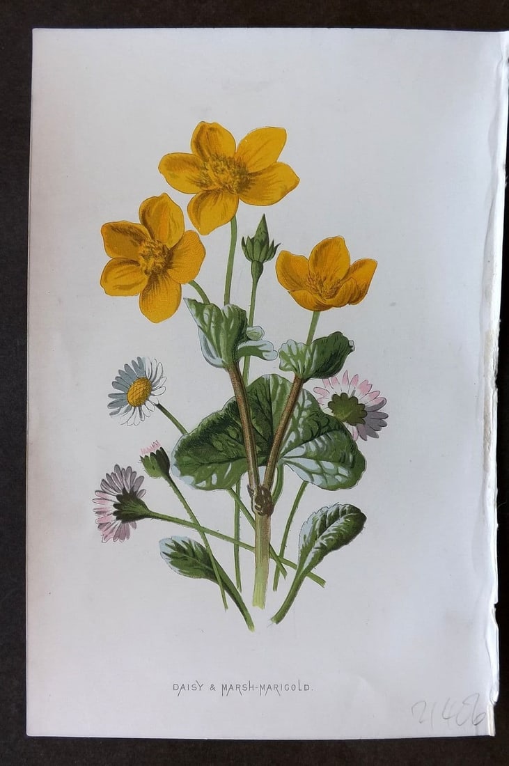 Hulme 1884 Antique Botanical Print. Daisy & Marsh Marigold: Antique Chromolithograph Published 1878-84, London for "Familiar Wild Flowers" First Edition by F. Edward Hulme & Shirley Hibberd. Paper Size: 7.5 x 5 inch (19 x 13cm) Good Condition