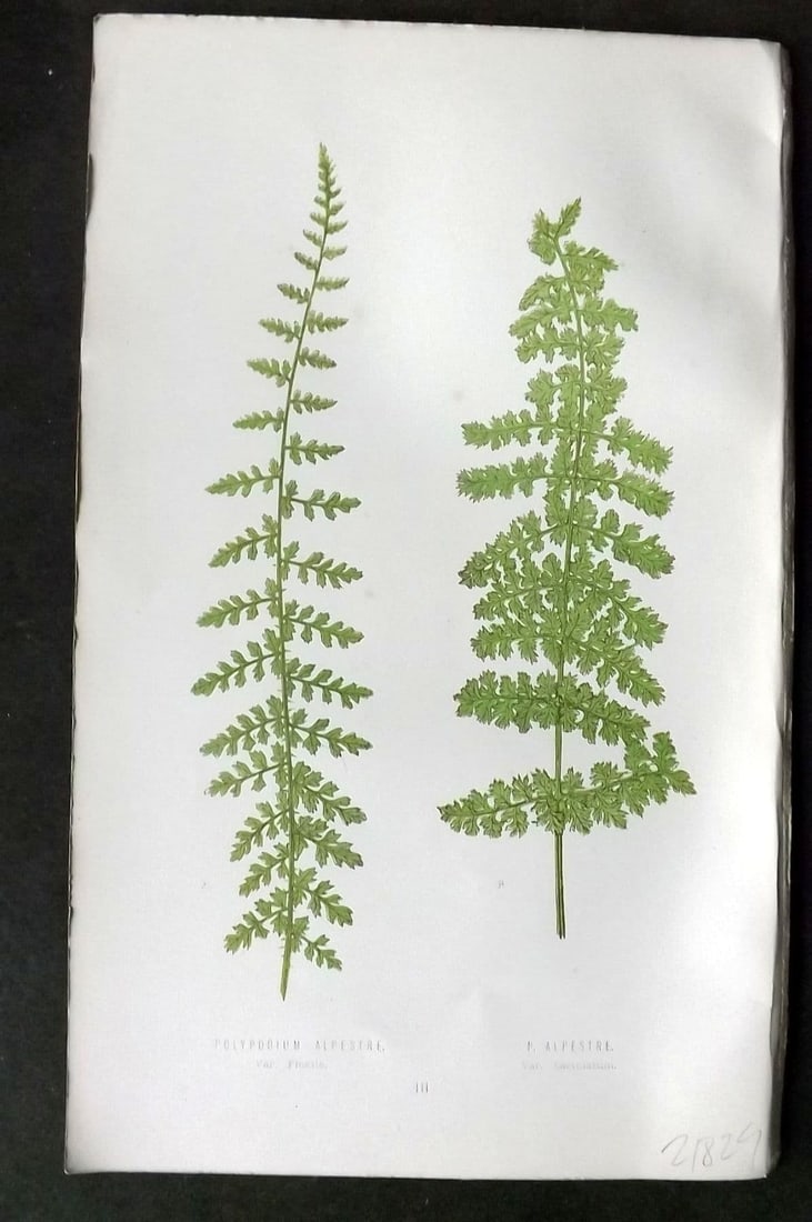 Lowe 1874 Antique Fern Print. Polypodium Alpestre 03: Antique Woodblock Published 1874 by Groombridge and Sons, London for "Our Native Ferns" by Edward Lowe. Illustrated by A.F. Lydon. Printed by Benjamin Fawcett. Paper Size: 9.5 x 6 inch (24 x 15cm) Goo