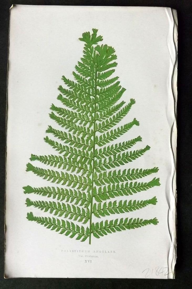 Lowe 1874 Antique Fern Print. Polystichum Angulare 16: Antique Woodblock Published 1874 by Groombridge and Sons, London for "Our Native Ferns" by Edward Lowe. Illustrated by A.F. Lydon. Printed by Benjamin Fawcett. Paper Size: 9.5 x 6 inch (24 x 15cm) Ver
