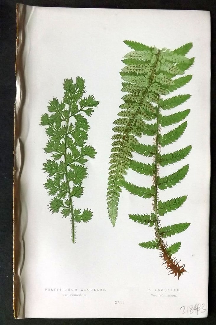 Lowe 1874 Antique Fern Print. Polystichum Angulare 17: Antique Woodblock Published 1874 by Groombridge and Sons, London for "Our Native Ferns" by Edward Lowe. Illustrated by A.F. Lydon. Printed by Benjamin Fawcett. Paper Size: 9.5 x 6 inch (24 x 15cm) Goo