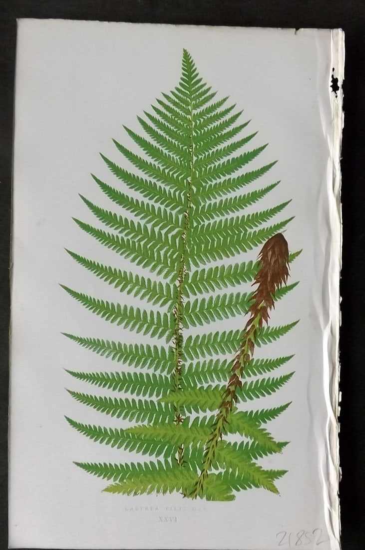 Lowe 1874 Antique Fern Print. Lastrea Filix-Mas 26: Antique Woodblock Published 1874 by Groombridge and Sons, London for "Our Native Ferns" by Edward Lowe. Illustrated by A.F. Lydon. Printed by Benjamin Fawcett. Paper Size: 9.5 x 6 inch (24 x 15cm) Goo