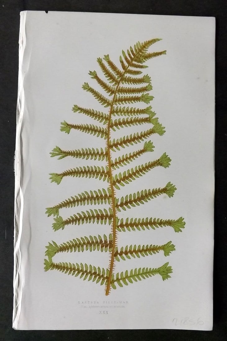 Lowe 1874 Antique Fern Print. Lastrea Filix-Mas 30: Antique Woodblock Published 1874 by Groombridge and Sons, London for "Our Native Ferns" by Edward Lowe. Illustrated by A.F. Lydon. Printed by Benjamin Fawcett. Paper Size: 9.5 x 6 inch (24 x 15cm) Ver