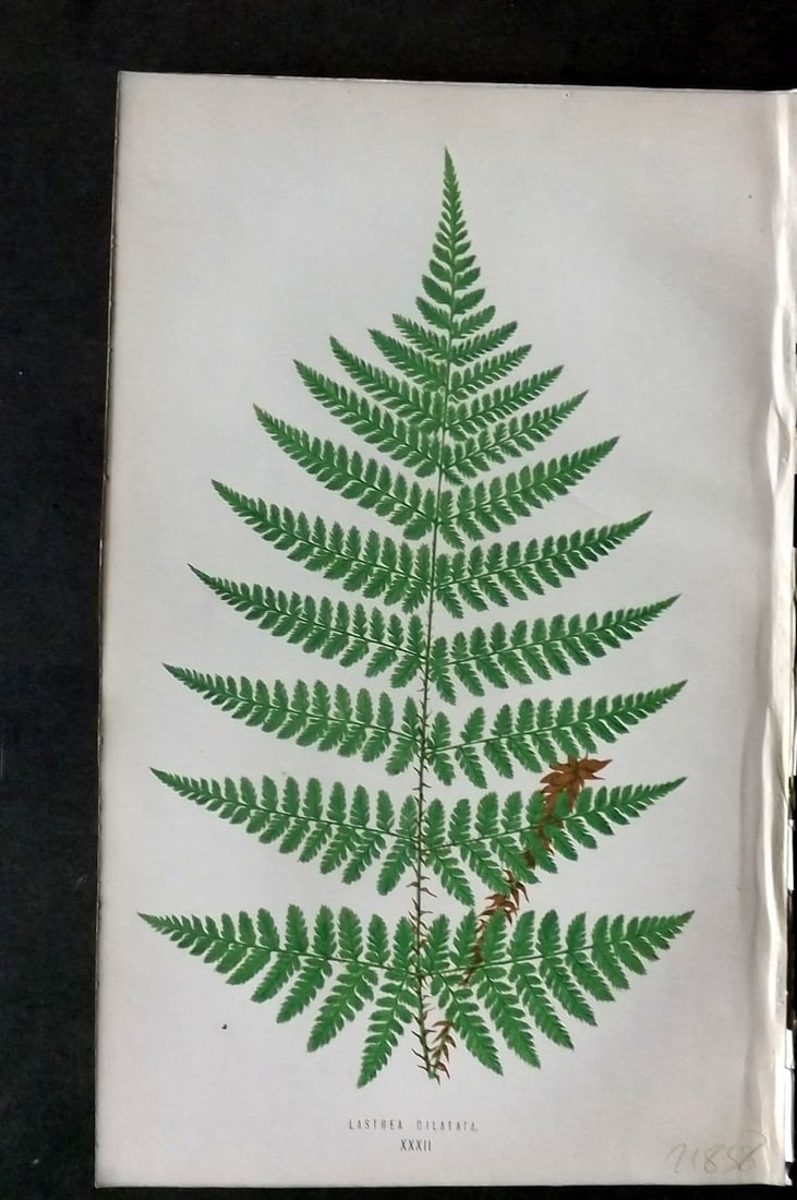 Lowe 1874 Antique Fern Print. Lastrea Dilatata 32: Antique Woodblock Published 1874 by Groombridge and Sons, London for "Our Native Ferns" by Edward Lowe. Illustrated by A.F. Lydon. Printed by Benjamin Fawcett. Paper Size: 9.5 x 6 inch (24 x 15cm) Goo