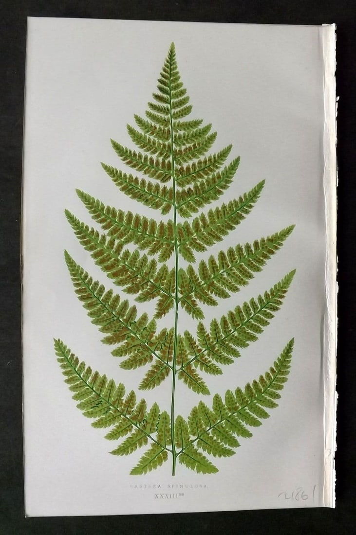 Lowe 1874 Antique Fern Print. Lastrea Spinulosa 33**: Antique Woodblock Published 1874 by Groombridge and Sons, London for "Our Native Ferns" by Edward Lowe. Illustrated by A.F. Lydon. Printed by Benjamin Fawcett. Paper Size: 9.5 x 6 inch (24 x 15cm) Goo