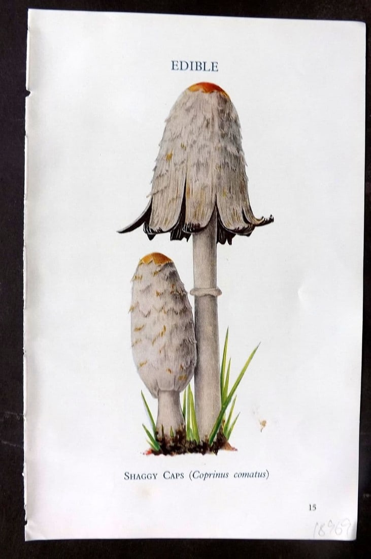 MAFF 1950 Vintage Fungi Mushroom Print. Shaggy Caps 03: Vintage Offset Lithograph Published 1950, London for "Edible and Poisonous Fungi" by the Ministry of Agriculture & Fisheries (MAFF) Descriptive text to verso but this relates to the adjacent . Paper S