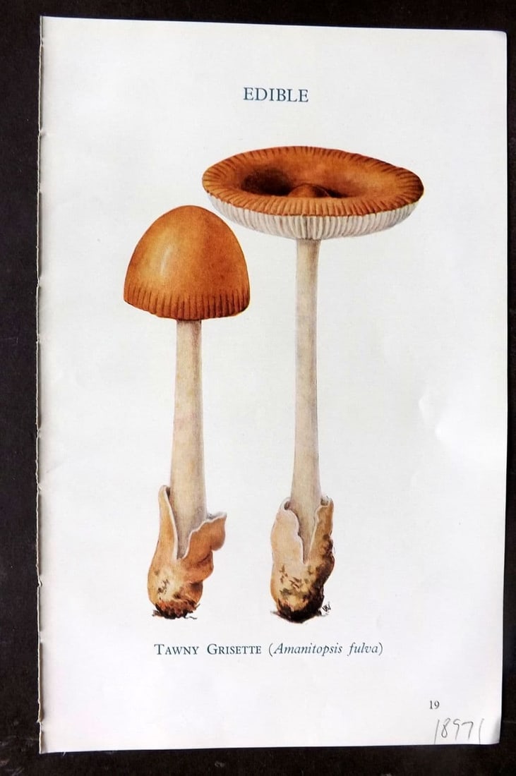 MAFF 1950 Vintage Fungi Mushroom Print. Tawny Grisette 05: Vintage Offset Lithograph Published 1950, London for "Edible and Poisonous Fungi" by the Ministry of Agriculture & Fisheries (MAFF) Descriptive text to verso but this relates to the adjacent . Paper S