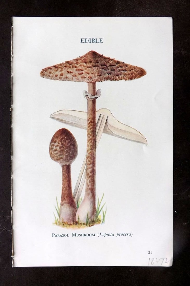 MAFF 1950 Vintage Fungi Mushroom Print. Parasol Mushroom 06: Vintage Offset Lithograph Published 1950, London for "Edible and Poisonous Fungi" by the Ministry of Agriculture & Fisheries (MAFF) Descriptive text to verso but this relates to the adjacent . Paper S
